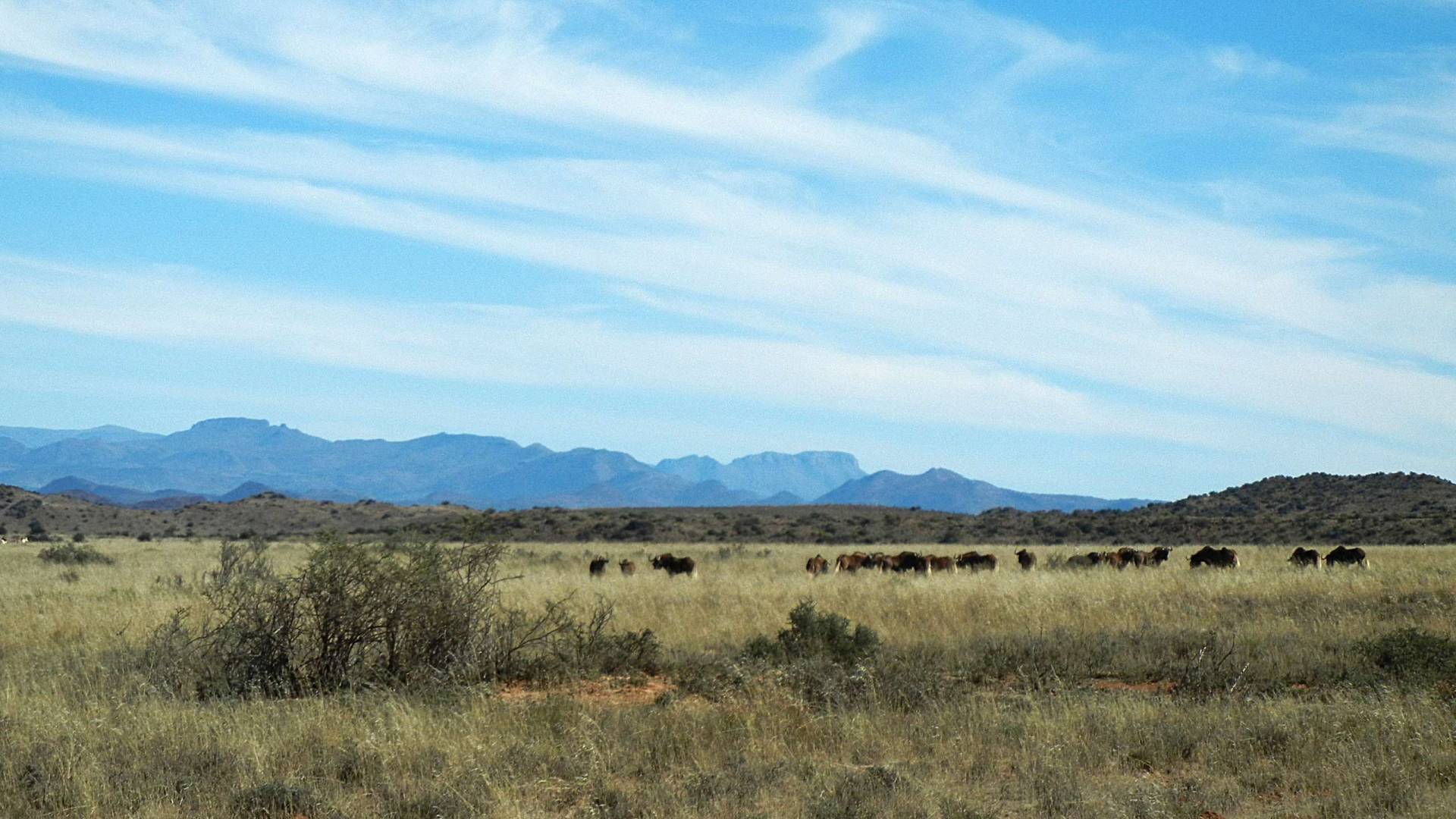 American Outdoor News Podcast