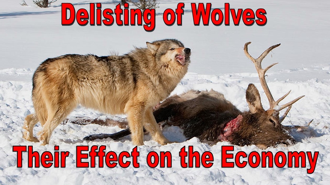 Wolf Delisting & Their Effect on the Economy - American Outdoor News